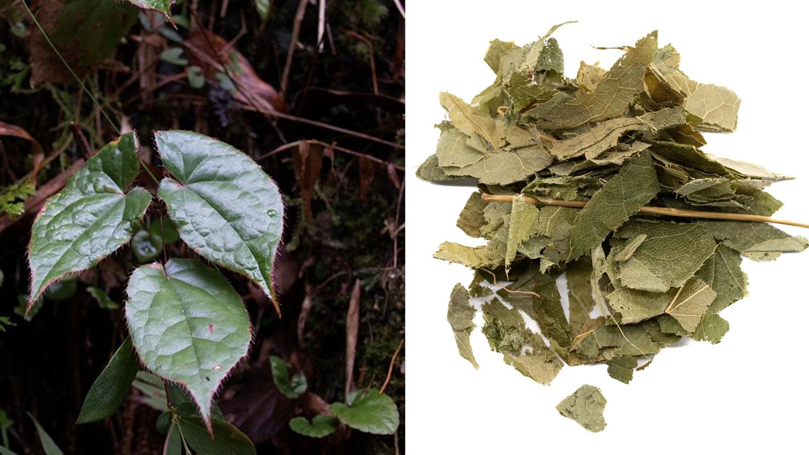 Horny Goat Weed Extract Icariin Powder Botanical Source Horny Goat Weed Extract Icariin Powder Botanical Source