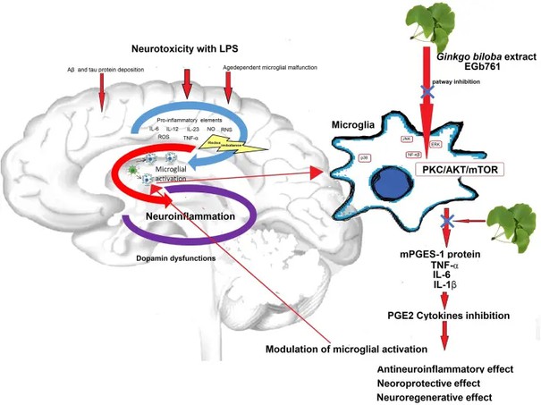Ginkgo Biloba Leaf Extract Benefits Ginkgo Biloba Leaf Extract Benefits