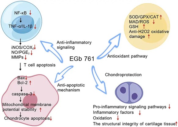 Ginkgo Biloba Leaf Extract Benefits Ginkgo Biloba Leaf Extract Benefits