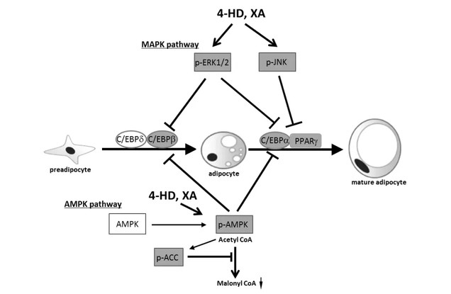 Ashitaba Extract Chalcones Benefits Ashitaba Extract Chalcones Benefits