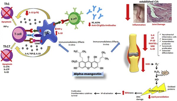 Mangosteen Peel Extract Benefits for Joint Health Support Mangosteen Peel Extract Benefits for Joint Health Support
