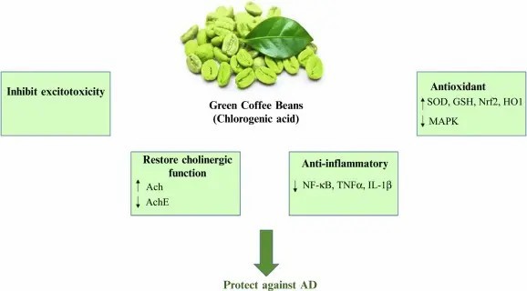 Chlorogenic Acid Safety Chlorogenic Acid Safety