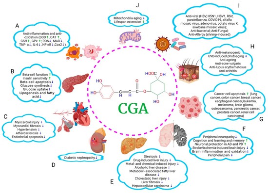 Chlorogenic Acid Benefits Chlorogenic Acid Benefits