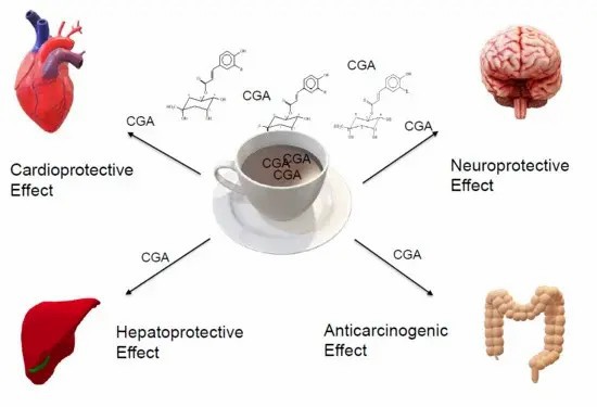 Chlorogenic Acid Uses Chlorogenic Acid Uses