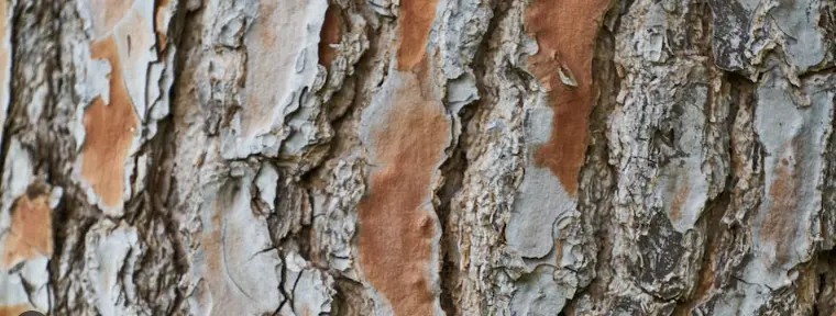 Side Effects Of White Willow Bark Extract Side Effects Of White Willow Bark Extract