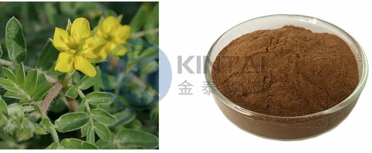 Tribulus Terrestris Saponins Powder Tribulus Terrestris Saponins Powder