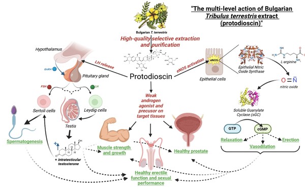 Tribulus Terrestris Saponins Powder Tribulus Terrestris Saponins Powder