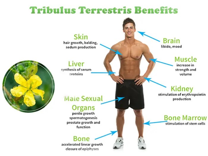 Tribulus Terrestris Saponins Powder Tribulus Terrestris Saponins Powder