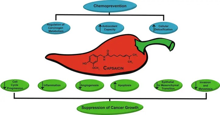 Lidocaine Vs Capsaicin Lidocaine Vs Capsaicin