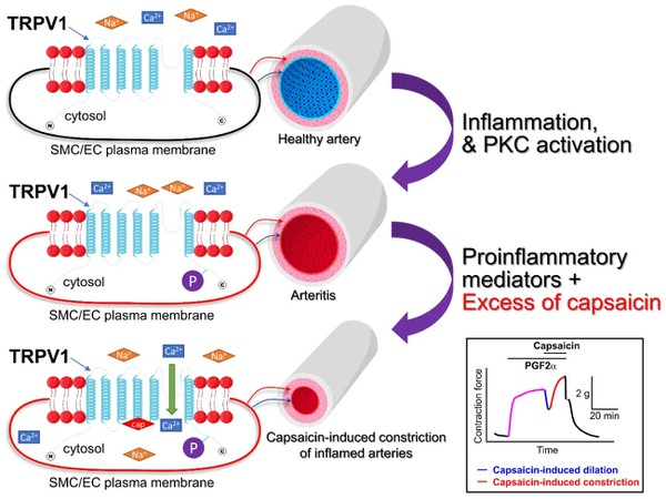 Capsaicin For Blood Pressure Capsaicin For Blood Pressure
