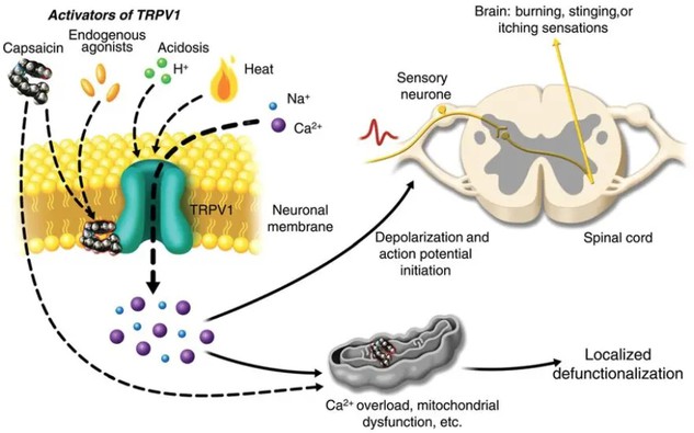 Capsaicin For Neuropathy Capsaicin For Neuropathy