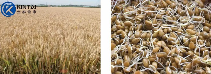 Wheat Germ Extract Powder Wheat Germ Extract Powder